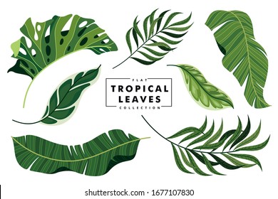 colección de hojas tropicales planas