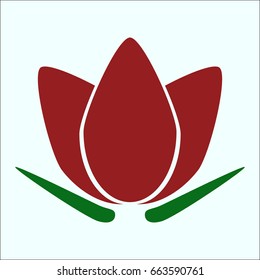 Flat tulip 3 petals