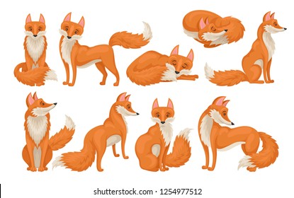 Flat vectoe set of bright red fox in different actions. Wild creature with fluffy tail. Cartoon forest animal