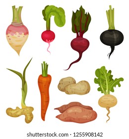 Flat vectoe set of different root vegetables. Natural and healthy product. Organic food icons. Cultivated plants