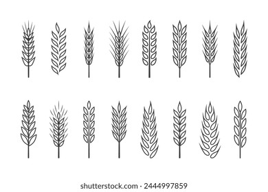 Flat Vector Agriculture Wheat, Cereal Ear Icon Set Isolated. Organic Wheat, Rice Ears. Grain Ear Design Template for Bread, Beer Logo, Packaging, Labels for Farming, Organic Food Concept