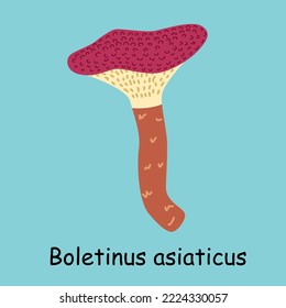 Flat vector of Boletinus asiaticus mushroom isolated on blue background.