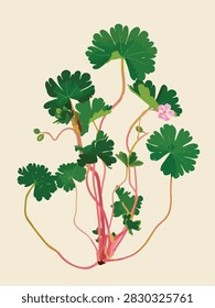 A flat vector botanical illustration of a hardy geranium plant with green lobed leaves, pink flowers, and reddish stems on a light beige background.