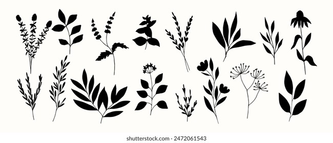 Flat vector botanical illustration. Herbs and plants