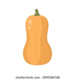 Flat vector of Butternut Squash isolated on white background. Flat illustration graphic icon