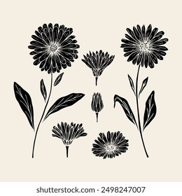 Flat vector calendula flowers collection