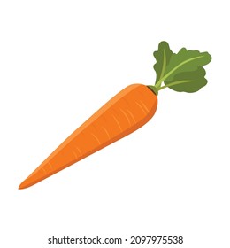 Flat vector of Carrot isolated on white background. Flat illustration graphic icon