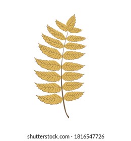 Dibujo gráfico de vector plano de la hoja de rowan marchita de otoño. Elemento follaje de otoño natural para el herbario aislado sobre fondo blanco. Fondo estacional del otoño
