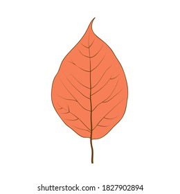 Flat vector cartoon illustration of autumn withered red leaf. Natural fall foliage element for herbarium isolated on white background. Autumn foliage seasonal background