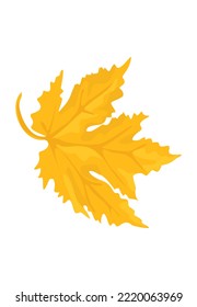 Flat vector cartoon illustration of autumn withered yellow leaf. Fall dried fallen maple leaf isolated, white background. Autumn maple tree leaf for the greeting cards, holiday banners, posters design