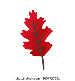 Flat vector cartoon illustration of bright red oak leaf. Textured tree foliage for autumn herbarium isolated on white background