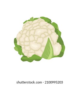 Flat vector of Cauliflower isolated on white background. Flat illustration graphic icon