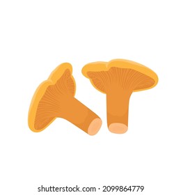 Flat vector of Chanterelle  mushroom isolated on white background. Flat illustration graphic icon