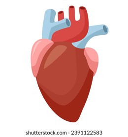 Ilustración de niños con vector plano. Corazón humano sano, órgano humano de fondo blanco 
