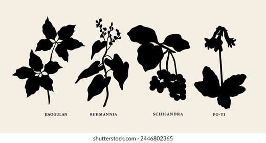 Flat vector Chinese herbs. Jiaogulan, rehmannia, schisandra, fo-ti