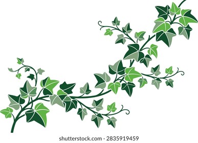Flat Vector Climbing Ivy Vine Illustration on White