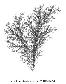 Flat Vector Computer Generated  L-system Branching Fractal  - Isolated Seaweed - Generative Art 