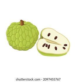 Flat vector of Custard sugar apple or Srikaya, Annona squamose isolated on white background. Flat illustration graphic icon