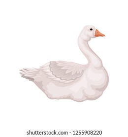 Flat vector design of beautiful goose, side view. Bird with white feathers, long neck and orange beak. Poultry farming