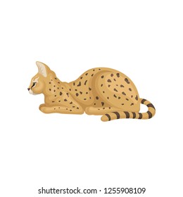 Flat vector design of beautiful slying, side view. Wild cat with large ears and black spots on brown coat. African animal