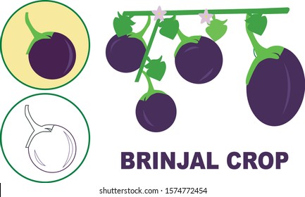 Flat vector design of Brinjal or eggplant vegetable crop and line icons of eggplant or Brinjal plant