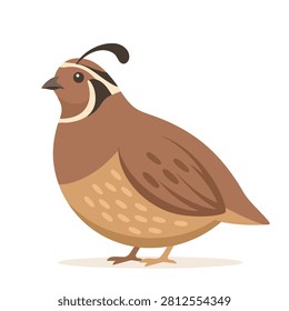 A flat vector design of a brown California quail featuring its iconic head plume and detailed plumage on a white background