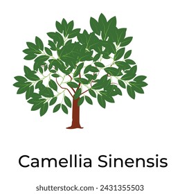 Flat vector design of camellia sinensis wild tree