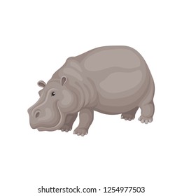 Flat vector design of gray adult hippo. Large African animal. Wild creature. Fauna theme