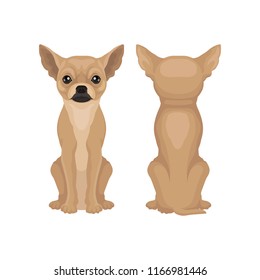 Flat vector design of sitting chihuahua puppy, front and back view. Cute toy dog with big shiny eyes and smooth brown coat