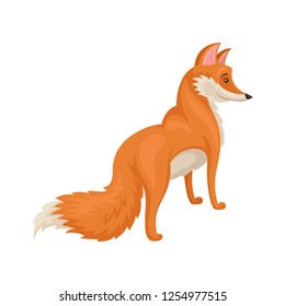Flat vector design of standing bright red fox, back view. Wild forest animal. Wildlife theme