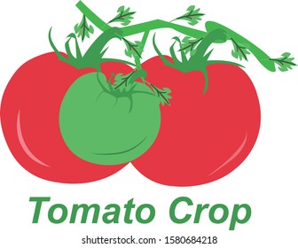 Flat vector design of Tomato's Crop.
tomato vector graphic design