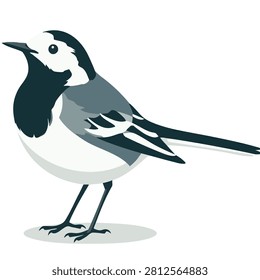 A flat vector design of a white wagtail bird standing on a simple grey shadow base against a plain white background
