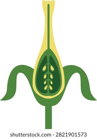 Flat vector diagram of pistil anatomy with stigma, style, ovary, ovules, sepals.