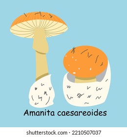 A flat vector of an edible mushroom isolated on a blue background. Flat illustration graphic icon