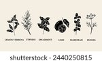 Flat vector essential oil plants. Cypress, lime, fennel, lemon verbena, spearmint, marjoram