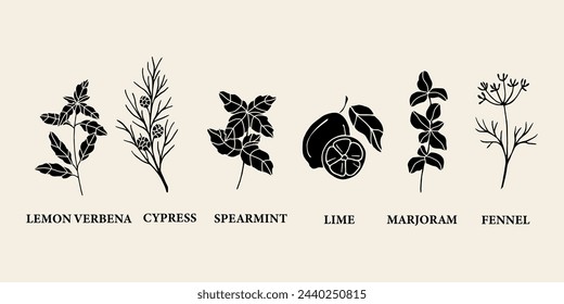 Flat vector essential oil plants. Cypress, lime, fennel, lemon verbena, spearmint, marjoram