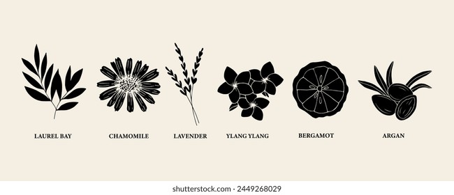 Flat vector essential oil plants and flowers