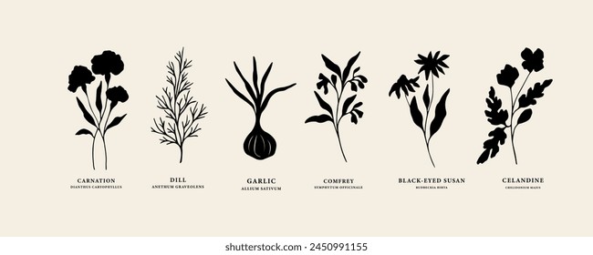 Flat vector essential oil plants. Sketch garlic, carnation, black-eyed susan, celandine, dill, comfrey