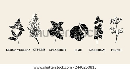 Flat vector essential oil plants. Cypress, lime, fennel, lemon verbena, spearmint, marjoram