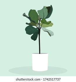 Flat vector of Fiddle Fig or Ficus Lyrata. Fiddle-leaf fig tree in a whitle pot illustration. Tropical housepalnt flat vector.