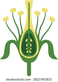 Flat vector flower anatomy showing stamens, pistil, ovary, ovules, style, and sepals.