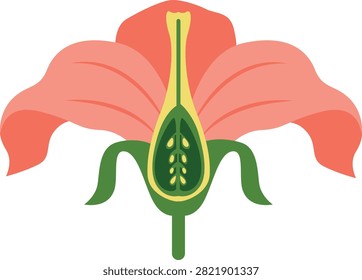 Flat vector flower section featuring petals, pistil, ovary, style, stigma, and sepals.