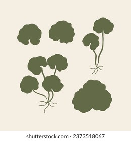 Flat vector gotu kola. Centella asiatica drawing