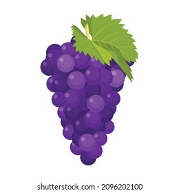 Flat vector of Grape isolated on white background. Flat illustration graphic icon