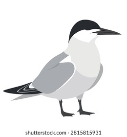 A flat vector graphic of an arctic tern standing isolated on a plain background in a simplified minimalist style