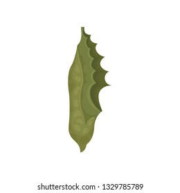 Flat vector of green butterfly pupa. Stage of butterfly life cycle. Insects and entomology theme