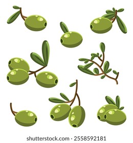 Flat Vector Green Olives and Branch Set. Hand Drawn Olive Tree Berry and Branch Clipart. Olive Twig with Leaves. Design Template for Olive Oil Products, Packaging, Food Concept. Olives and leaves.