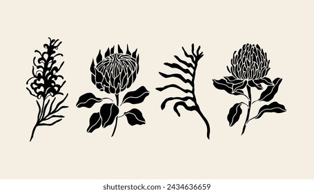 Vector plano grevillea, protea, pata de canguro, waratah