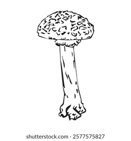 Flat vector hand drawn black and white cartoon Fly agaric mushroom outline illustration. Fly agaric, Fly agaric illustration, mushrooms.