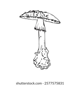 Flat vector hand drawn black and white cartoon Fly agaric mushroom outline illustration. Fly agaric, Fly agaric illustration, mushrooms.